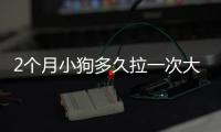 2個月小狗多久拉一次大便正常嗎