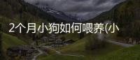2個月小狗如何喂養(小狗如何喂養最好)