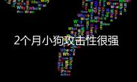 2個月小狗攻擊性很強
