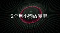 2個月小狗放屋里