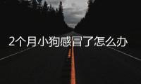 2個(gè)月小狗感冒了怎么辦