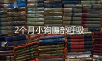2個(gè)月小狗腹部呼吸