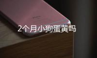2個月小狗蛋黃嗎