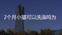 2個月小貓可以洗澡嗎為什么(一個月大的小貓可以洗澡嗎)