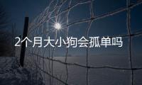 2個月大小狗會孤單嗎