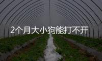 2個月大小狗能打不開