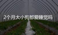 2個月大小狗都愛睡覺嗎