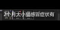 2個月大小貓感冒癥狀有哪些？2個月幼貓感冒癥狀