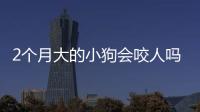 2個月大的小狗會咬人嗎