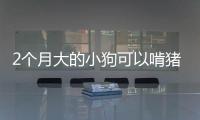 2個月大的小狗可以啃豬大骨嗎