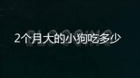2個月大的小狗吃多少