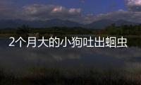 2個月大的小狗吐出蛔蟲