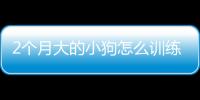 2個月大的小狗怎么訓練