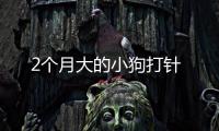 2個月大的小狗打針