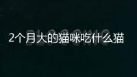 2個(gè)月大的貓咪吃什么貓糧(二個(gè)月貓咪怎么喂養(yǎng))