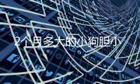 2個月多大的小狗膽小