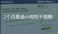2個(gè)月泰迪小狗吃干狗糧
