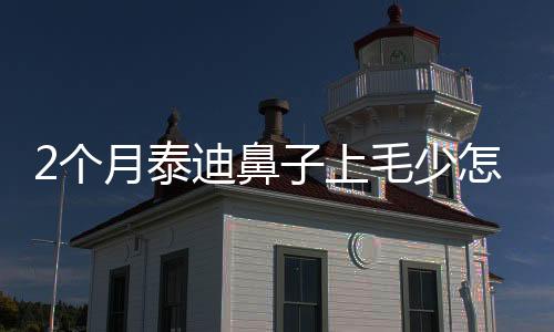 2個月泰迪鼻子上毛少怎么回事？泰迪幼犬兩個月鼻子上毛少