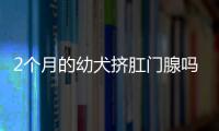 2個月的幼犬擠肛門腺嗎？幼犬囟門什么時候閉合