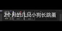 2個月的幾只小狗長跳蚤怎么辦