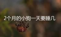 2個月的小狗一天要睡幾