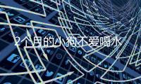2個(gè)月的小狗不愛(ài)喝水