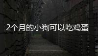 2個(gè)月的小狗可以吃雞蛋黃嗎