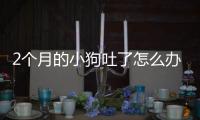2個月的小狗吐了怎么辦