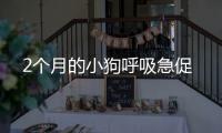 2個月的小狗呼吸急促