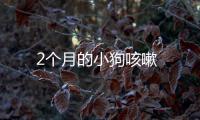 2個月的小狗咳嗽