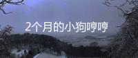 2個月的小狗哼哼