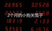 2個月的小狗關籠子