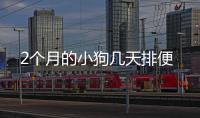 2個月的小狗幾天排便