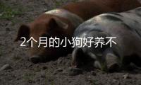 2個月的小狗好養不