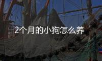 2個月的小狗怎么養(yǎng)