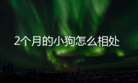 2個月的小狗怎么相處