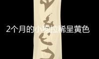 2個月的小狗拉稀呈黃色