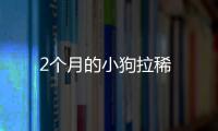 2個月的小狗拉稀