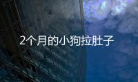 2個(gè)月的小狗拉肚子