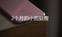 2個月的小狗挺瘦