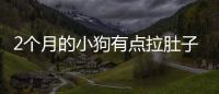 2個月的小狗有點(diǎn)拉肚子怎么辦