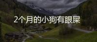 2個月的小狗有眼屎