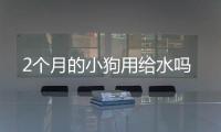 2個月的小狗用給水嗎