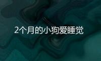 2個月的小狗愛睡覺