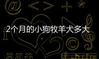 2個月的小狗牧羊犬多大