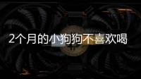 2個(gè)月的小狗狗不喜歡喝水
