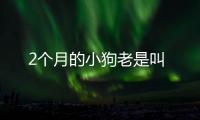 2個月的小狗老是叫