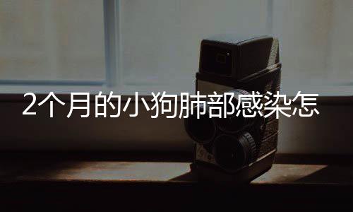 2個(gè)月的小狗肺部感染怎么辦