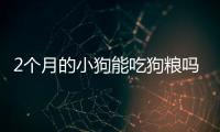 2個月的小狗能吃狗糧嗎