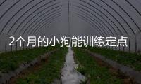 2個月的小狗能訓練定點上廁所嗎